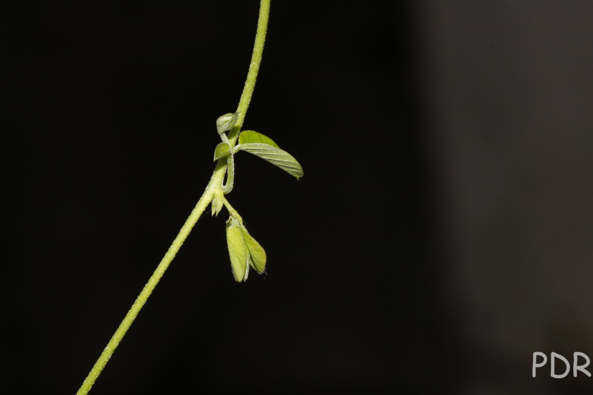 Clitoria ternatea L.